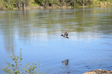 beautiful colourful duck flying low over river water surface in summer