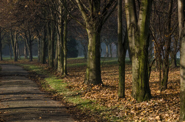 Fototapeta premium City park in autumn, fall season in the morning Silesia Poland