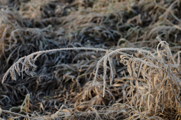 Frosted meadow in autumn, fall season in the morning Silesia Poland