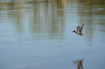 beautiful colourful duck flying low over river water surface in summer