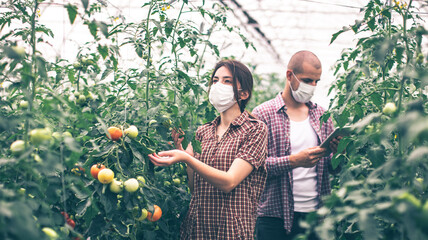Modern technologies in farming. Young scientists working on a tomato greenhouse farm. Compare the...