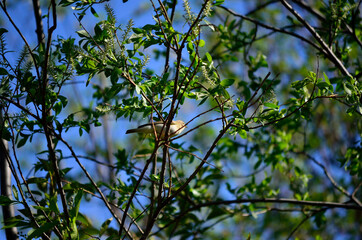 small bird in lush green tree in summer on blue sky background