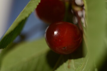 Berries of red cherries with green leaves on a background of blue sky