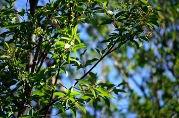 Fototapeta na wymiar small bird in lush green tree in summer on blue sky background