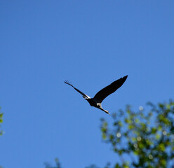 majestic big crane bird on blue summer sky