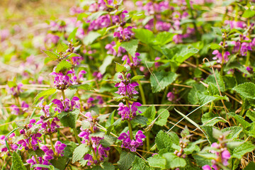 Blooming Dead nettle - Lamium purpureum in its natural environment.