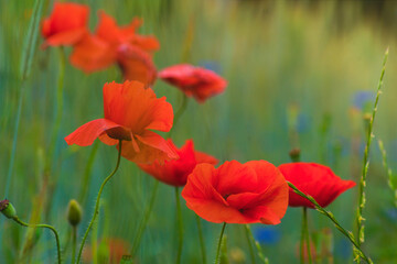 Red wild poppies among cereals, red flowers on a blue background, nature, beauty, macro, closeup