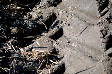 tractor tire tracks in mud