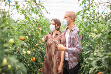 Modern technologies in farming. Young scientists working on a tomato greenhouse farm. Compare the...