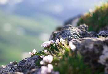 spring flowers in the mountains