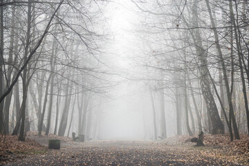 Obraz premium City park in autumn, fall season in the morning Silesia Poland