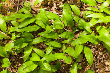 Young sprouts of wild garlic in the natural environment