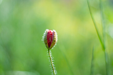head of red poppy on the nature blurred background