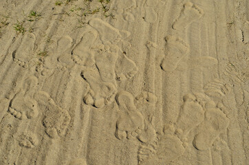 human footprint in hot beach sand