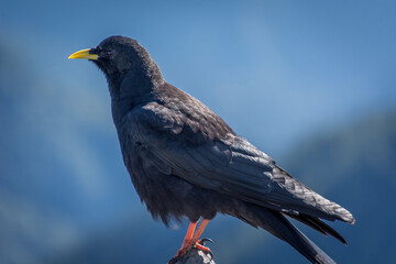 Close up Alpine chough Pyrrhocorax graculus in Alps mountains. A portrait of an alpine chough perched at high altitude