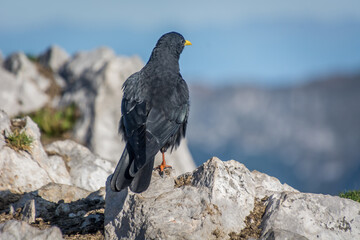 Alpine chough stand on rock in Alps mountains on bright sunny day in summer season. Birds on summit of mountain. Shallow depth of field
