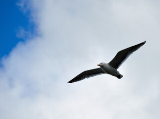 seagull in flight