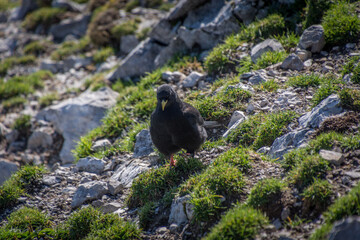 Alpine chough walk on rocks and green grass in Alps mountains on bright sunny day in summer season. Close up black bird in the crow family