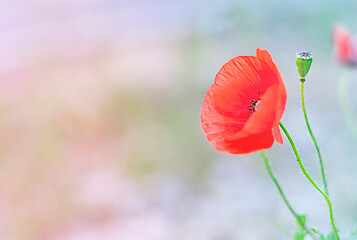 red poppy on the nature blurred background