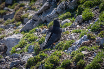 Alpine chough walk on rocks and green grass in Alps mountains on bright sunny day in summer season. Close up black bird in the crow family