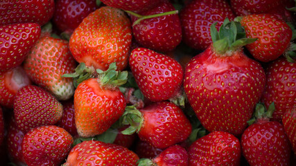 fresh Kashubian strawberries in closeup