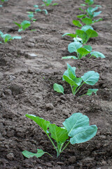 young cabbage seedlings planted in rows in the garden