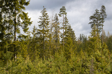 Naklejka premium view of pines, in the foreground young growth of pines