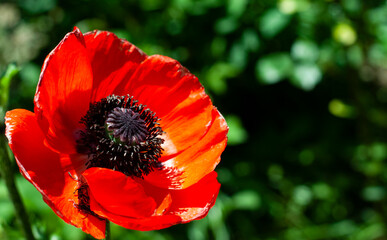 red poppy on the nature background