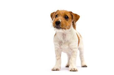 puppy jack russell stands on a white background