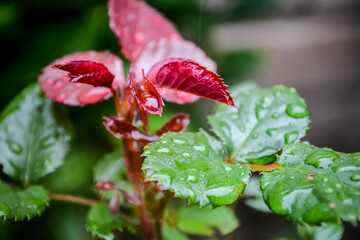 rose after rain