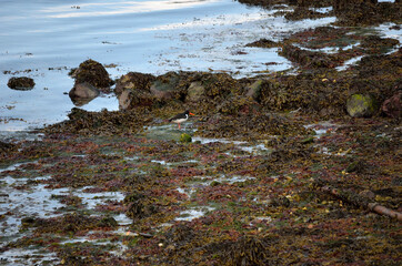 oystercatcher bird on sea shore