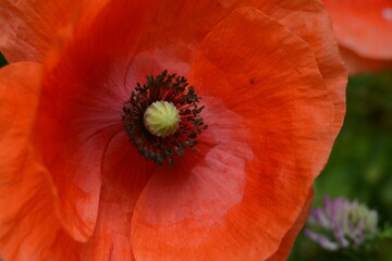 Bright beautiful red poppy in the open air on the field. Macro