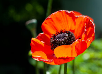 red poppy on the nature background