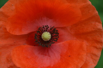 Close-up of an open red poppy flower with a center