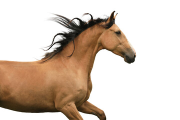 Obraz premium Isolated horse on white background