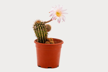 Rare cactus blooms on a white background