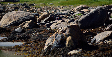 oystercatcher birds on sunny sea shore in summer