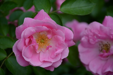 Pink wild roses close-up on a green background