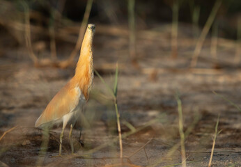 Closeup of a Squacco Heron at Buhair lake, Bahrain