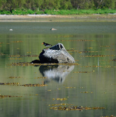 oystercatcher bird standing on stone in fjord water