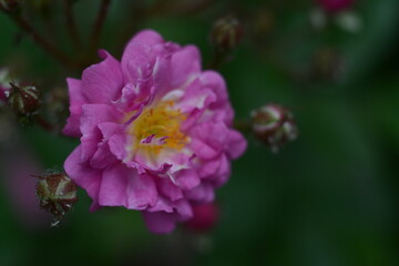 Wild rose with a yellow center on a blurred green background