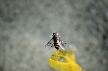 gadfly floating on water surface close up