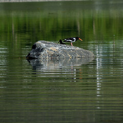 oystercatcher birds on ocean boulder in summer