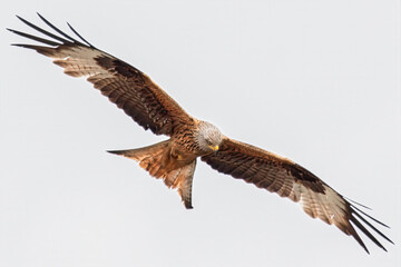 Rotmilan im Flug