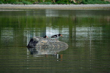 oystercatcher birds on ocean boulder in summer