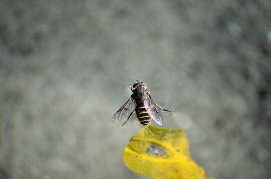 gadfly floating on water surface close up