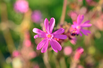 pink wildflower in summer