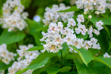 Catalpa bignonioides medium sized deciduous ornamental flowering tree, branches with groups of white cigartree flowers