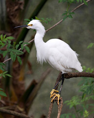 Snowy Egret Bird Stock Photos.  Image. Portrait. Picture. Perched. Bokeh background.