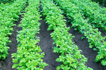 Fototapeta na wymiar Potatoes grow in a field in rows. Green leaves of a young plant. Agriculture in the village.